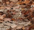 /album/photogallery/bronze-winged-courser-jpg/
